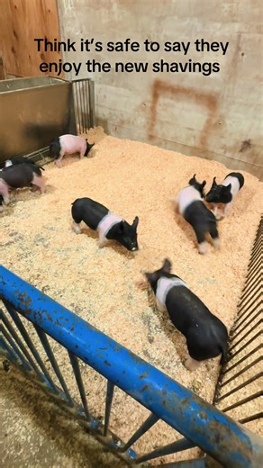 Exciting First Play in the Pen with Show Pigs