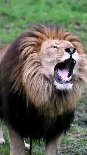 This is Real Lion and Eagle Roaring Loud Sound Compliation #shorts #factrate