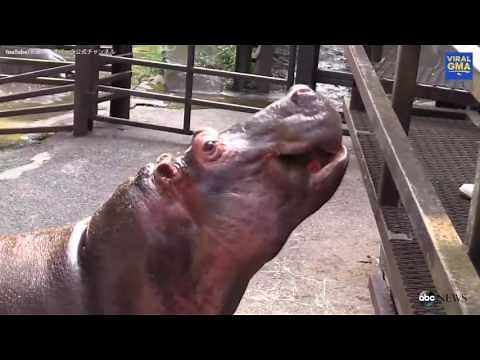 Hippos Devour Whole Watermelons in One Bite