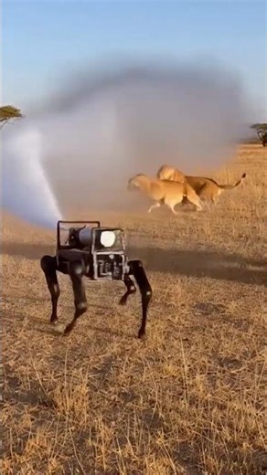 Never Spray Lions with Water | Robot Dog vs Alpha Male Lion #shorts #viralshorts
