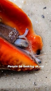 Creepy or Cute ? 🥹😅 . In fact, seashells are created by animals known as mollusks, and they have the cutest eyes! 😍 . You can find live seashells in every ocean, but you can find an abundance of them in south Florida! 💙 . Would you like to see one? Let me know in the comments and ✨️ Share ✨️ this with someone might not know! . . . #seashells #seacreatures #funnyvideos are seashells alive , live seashell, sea creatures, | The Seashell Mermaid