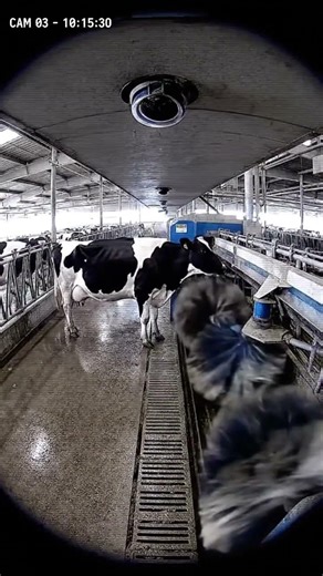 “This Machine Automatically Cleans Cows | CCTV Footage #farming #cow #cctv #modernfarming #farm