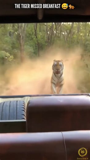 Tiger Chasing Safari Car 🐯🚙 #youtubeshorts #wildlife