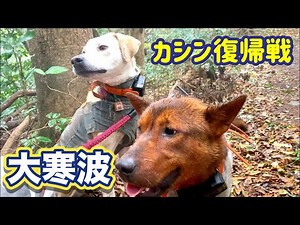 【猟犬カシン復帰戦】九州を襲った大寒波の中でのイノシシの有害鳥獣駆除活動