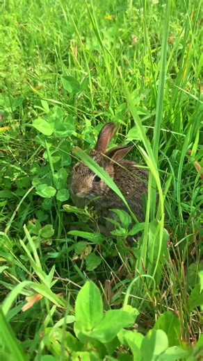 Cottontail Rabbit Wildlife Release Adventure