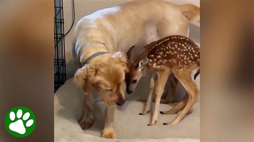Orphaned Fawn Adopted By Golden Retriever