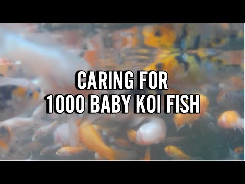 Maintaining 1000 Baby Koi Fish: Tips for New Owners