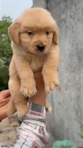 This Labrador just made my day 100x better!” ❤️🐶 #trending#cute#viral short