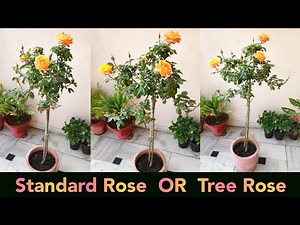 ROSE plant care, Standard Rose, Tree Rose