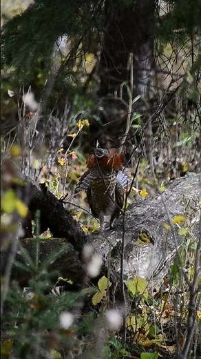 Strut! Ruffed Grouse- First 'Red' Variant for Me #nature #alberta #birds #autumn #wildlife