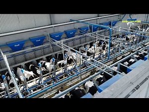 More milk, Faster milking with Swing 20 Herringbone from Dairymaster