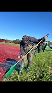 Get a sneak peek into the lives of cranberry farmers! Since 2022, Cushing advocate Ian Norrie has been providing Cushing’s vocational students with an opportunity to harvest cranberries at Off Brook Cranberry Corp. This year the students harvested and cleaned the berries, bagged them, and sold them at Cushing MarketPlace - take a look! | Cardinal Cushing Centers