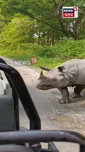 Manas National Park। মানসৰ বাঁহবাৰী ৰেঞ্জত পৰ্যটকৰ ২খন বাহনত আক্ৰমণ প্ৰকাণ্ড গঁড়ৰ। N18S