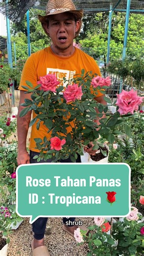 Bunga Rose Tropicana: Tips Penjagaan & Keindahan