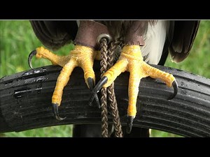 Falconry: Properly picking up and setting down raptors