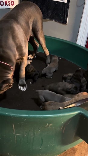 4am energy 😂🙄 #upstatecanecorso #puppy #canecorso #mastiff #dogs #earlybird #cute #shorts