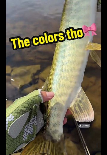Musky Fishing Adventures: Catching Baby Muskellunge