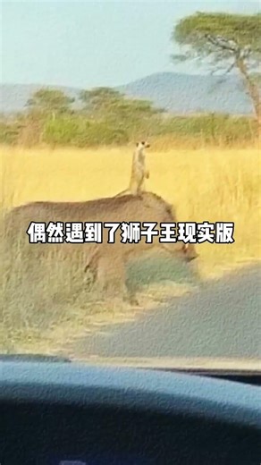 原来狮子王电影是纪录片 #万万没想到 #狮子王 #搞笑 #离谱 #可爱