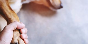 What to Do With the Remains of a Beloved Pet