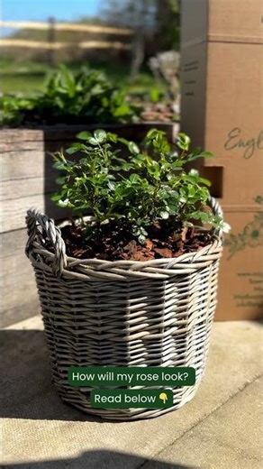 How will my rose look throughout the year? | #nationalgardeningweek #englishroses