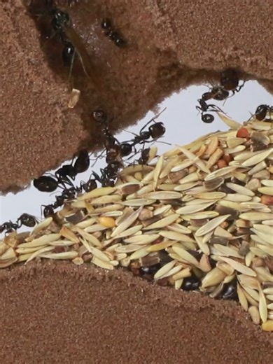 Teil 2 unserer 5 Top Ameisen serie. Diesmal mit der Einsteigerfreundlichen Messor Barbarus Weitere Details und Produkte findet ihr unter https://www.antstore.net/shop/de/ #ants #antstore