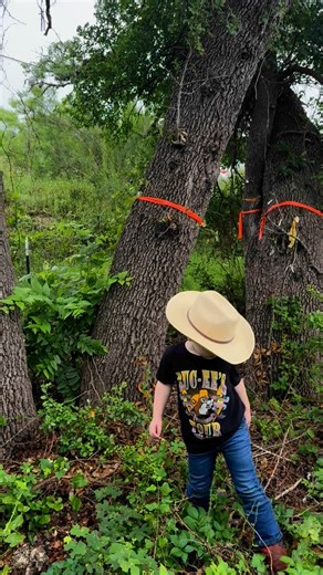 a couple more years before he can reach DBH though but a pretty good hand. #treepreservation #trees | chingosoftrees