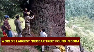 World's largest "Deodar Tree" found in Doda | Jkupdate News