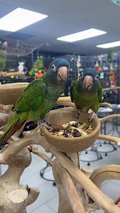 70 reactions · 3 comments | Freshly weaned blue crown conures now available! Hand feeding crimson bellied conures & Quakers also in store! | Exotic Bird Shop | Facebook