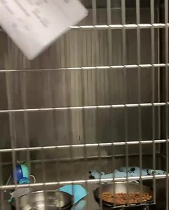 2.7K views · 92 reactions | We currently have over 40 kittens...