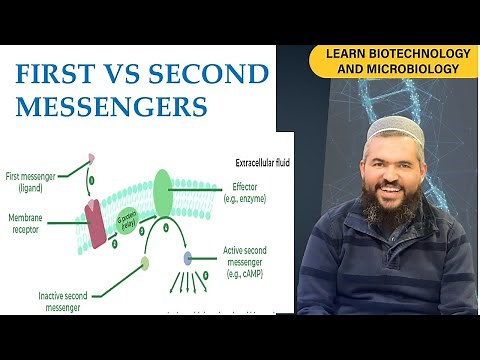 Differences Between First and Second Messengers