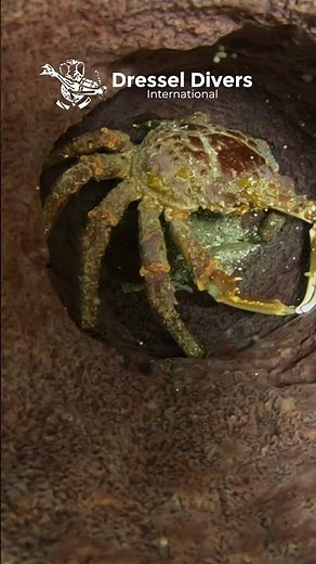 WHY CARIBBEAN KING CRABS LIVE IN SPONGES? #kingcrab #scubadiving #marineanimals