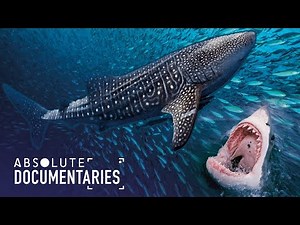 The Life Of A Whale Shark? (Deep Sea Documentary)