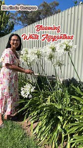 21K views · 2.5K reactions | Flowering white agapanthus, very easy to grow and can survive all weather, recommended to plant in your garden. #fbvideo #fbviral #fb #happiness #inspiration #motivation #plantita #passion #flowers #plants | Merlinda Casapao | Facebook