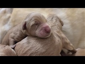 Cutest Crying Newborn Puppies Getting Clean By Their Mom | Newborn Puppies Crying For Mom's Milk