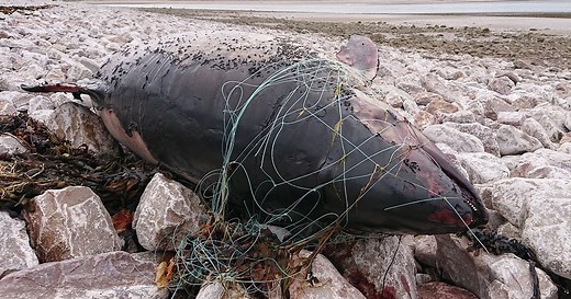 Prevent deaths in nets - Whale and Dolphin Conservation