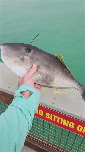 This is a mystical sea beast #subscribe #fishing