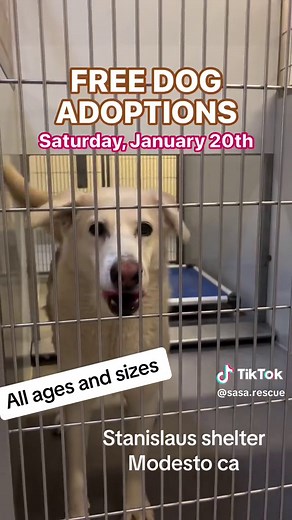 ✨FREE DOG ADOPTIONS TODAY✨ No appointment . application needed. Please stop by! located at 3647 Cornucopia Way Modesto, CA.🐾