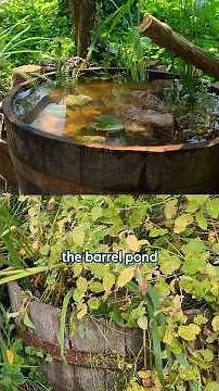 Overgrown mini pond? Here's what to do before winter 💧❄️ Barrel Pond Update #wildlifepond #tips