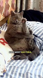 2.1M views · 86K reactions | Is it dirty for cats to sleep on your bed? #cat #catsleeping #catfacts #catlovers | Cat Videos Hub | Facebook