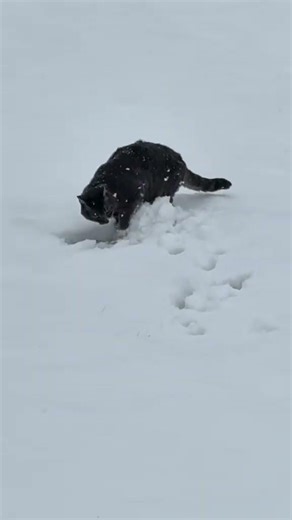 Here is cat pooping in the snow. You’re welcome. #cat #poop #snow #newhampshire #foryou