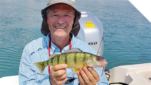 Summertime perch - getting stung!