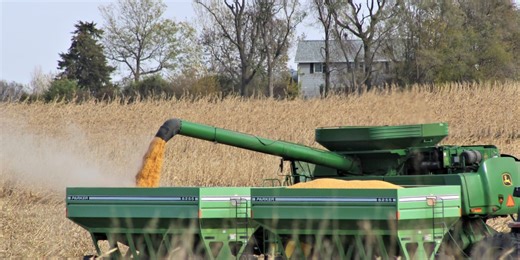 Corn harvest begins in Iowa after an ‘unseasonably’ cool week