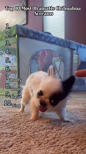 Hilarious Chihuahua Reacts to Every Little Noise