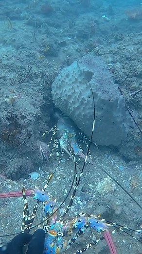 Exploring Lobster Behavior in Its Natural Habitat