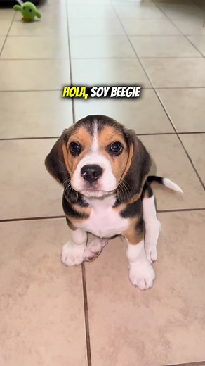 Un día en la vida de Beegie 🦴💛Así es la vida de un perro Beagle! #Beagle #doglover #puppies #dog #parati