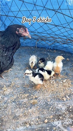 Chicks 🐣 update day 3 #shorts #youtubeshorts