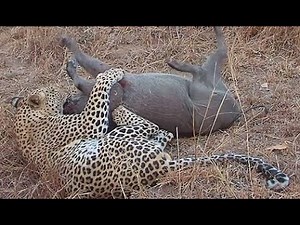 Unbelievable Footage Of A Leopard Hunting And Killing A Warthog