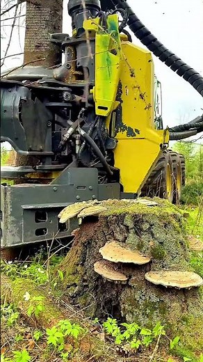 Baum in Sekunden teilen: Wie moderne Maschinen Waldarbeit revolutionieren