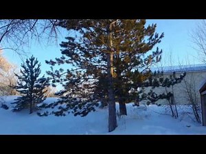 Austrian Pine / Pinus nigra