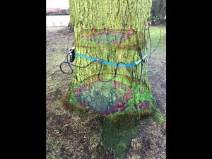 PiCUS Tomogram - Tree Photomerge